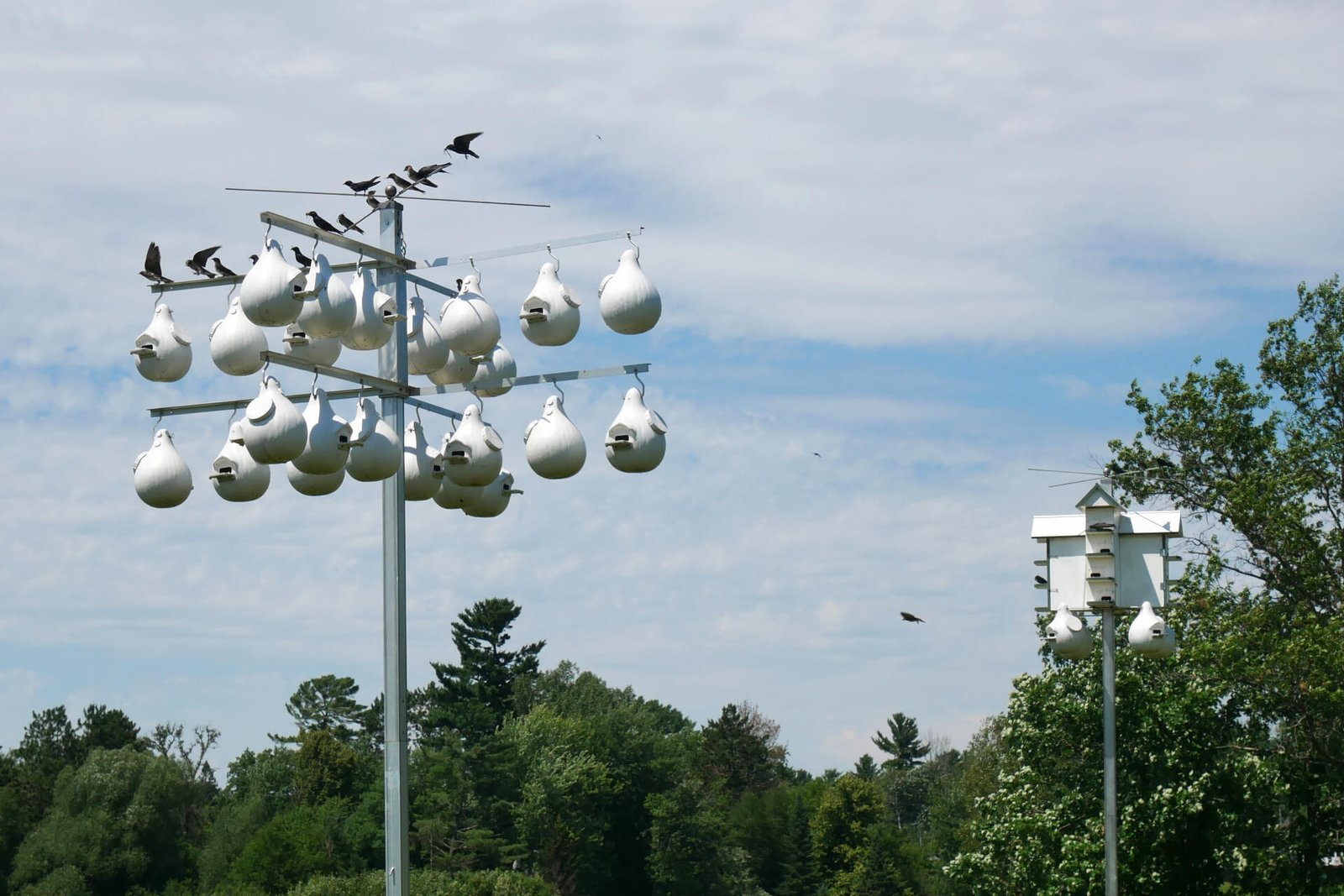 Purple martin houses with at least 12 birds perched above them and several in the sky